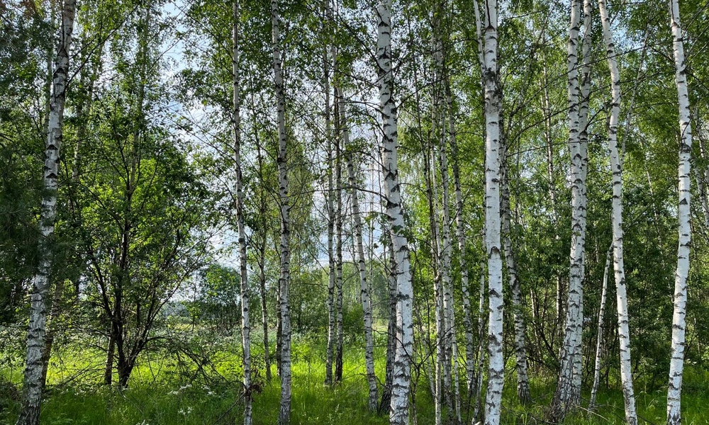 Заголовок